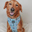 Dog Adjustable Harness - Disney's Stitch