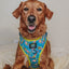 Dog Adjustable Harness - SpongeBob SquarePants™ Jelly Fishin'