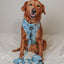 Dog Leash - Disney's Stitch