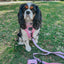 Dog Leash - Strawberry Milk