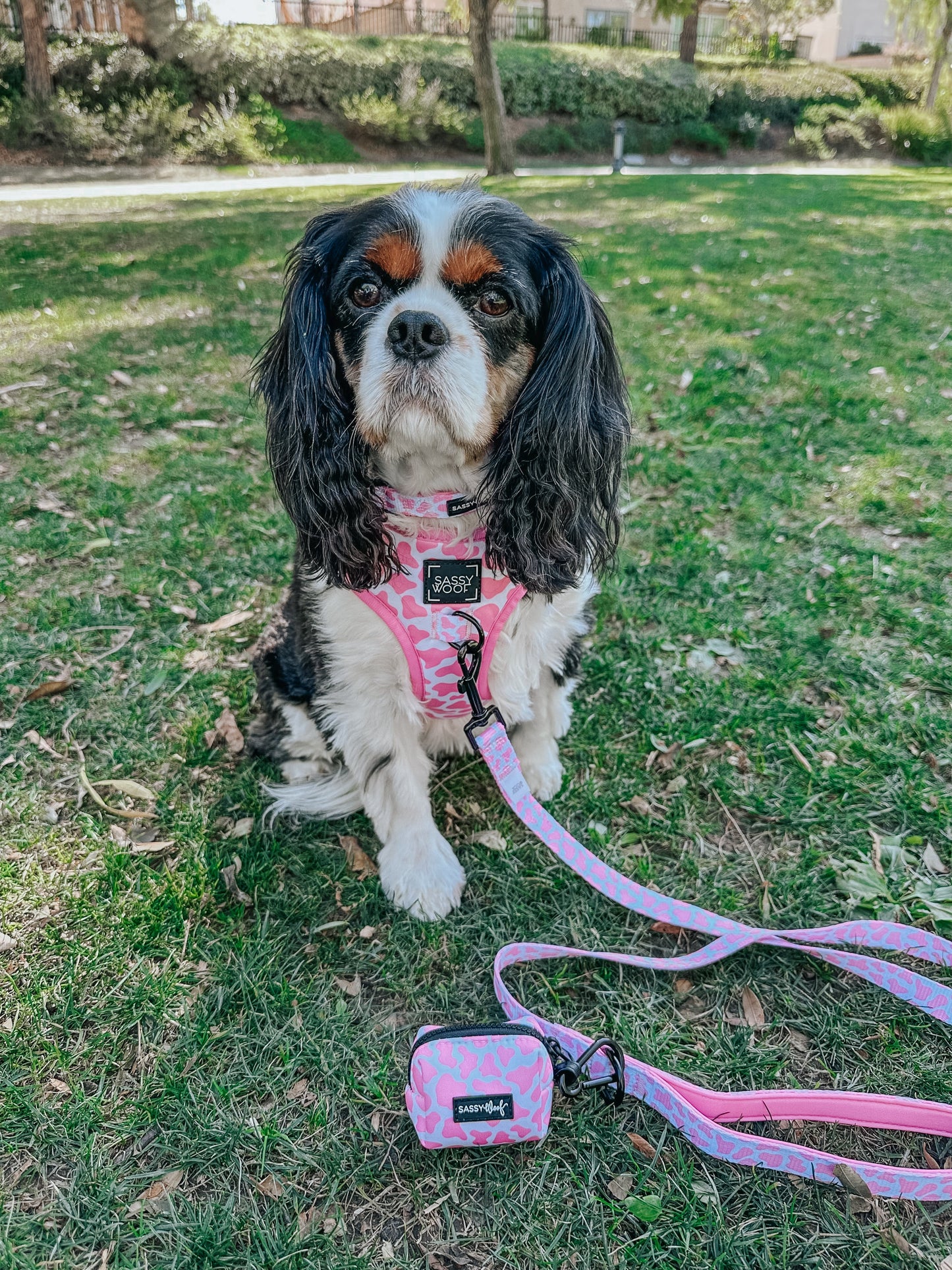 Dog Leash - Strawberry Milk
