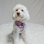 Dog Adjustable Harness - Tea Pawty