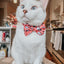 Cat Collar - Hello Kitty® Red Classic