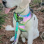 Dog Adjustable Harness - Reflection