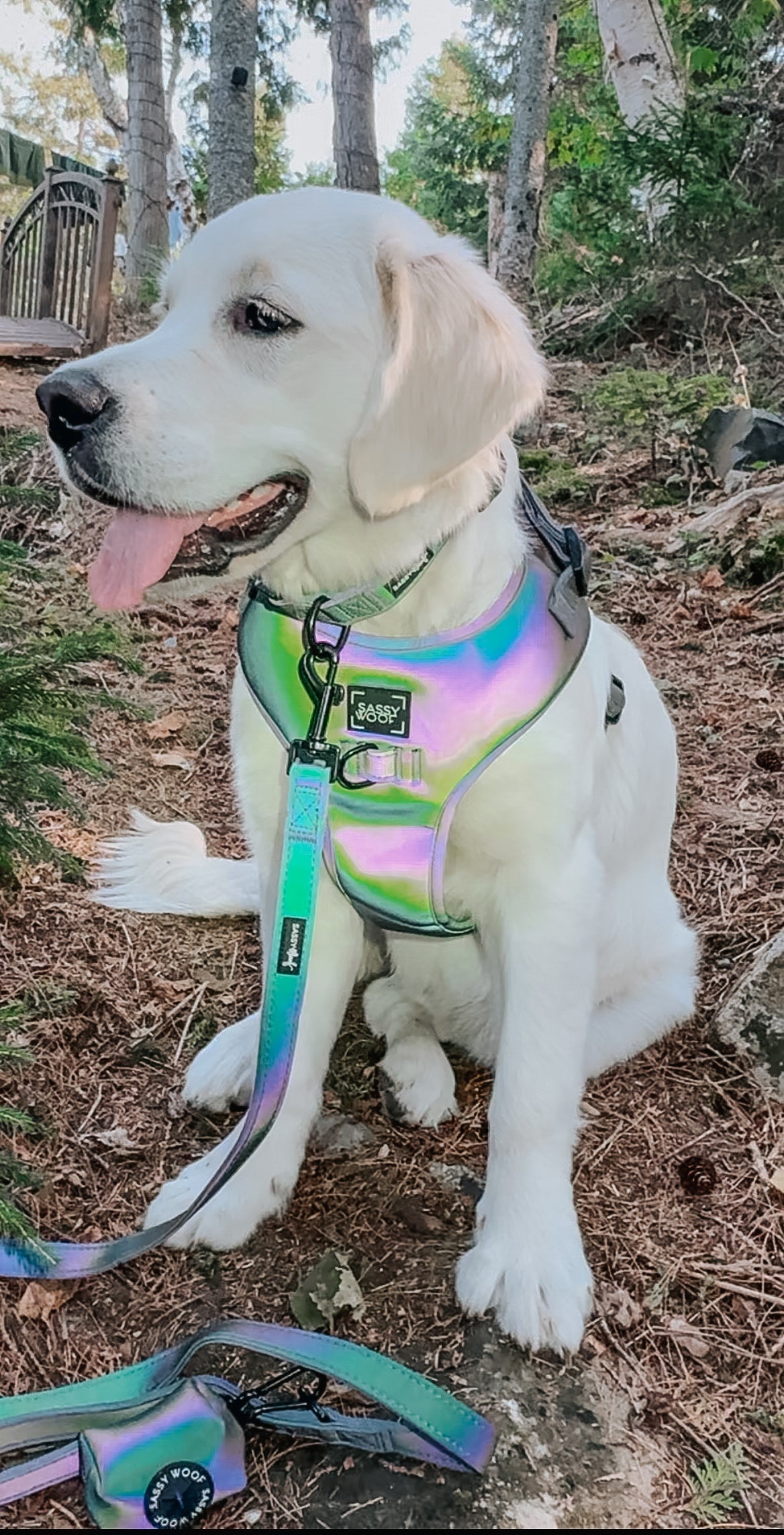 Dog Adjustable Harness - Reflection