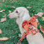 Dog Leash - Foxy