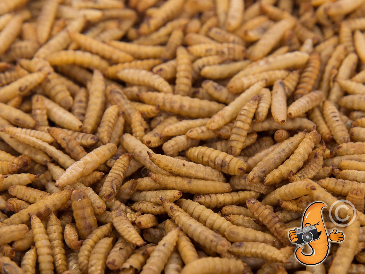 11LB Chubby Dried Black Soldier Fly Larvae - Grown in North America (Montreal) Non-GMO