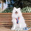 Dog Rope Leash - Serenity