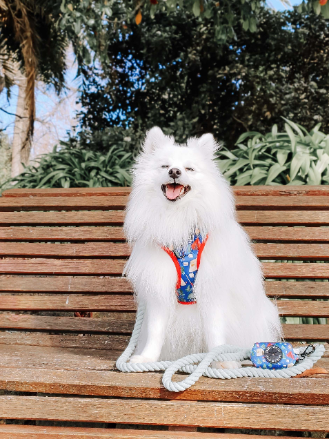 Dog Rope Leash - Serenity