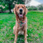 Dog Adjustable Harness - Apple of My Eye