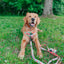 Dog Leash  - Apple of My Eye