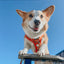 Dog Adjustable Harness - Garfield™