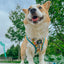 Dog Adjustable Harness - SpongeBob SquarePants™ Bikini Bottom