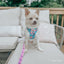 Dog Adjustable Harness - BARBIE™ On a Roll