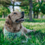 Dog Adjustable Harness - Kiwi Krazy