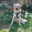 Dog Adjustable Harness - Reflection
