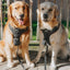 Dog Leash - Reflection