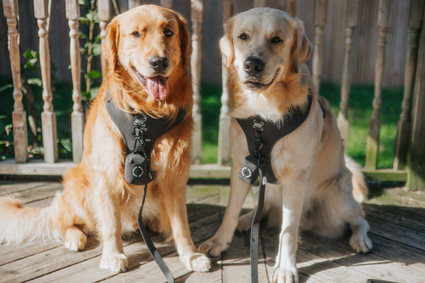 Dog Leash - Reflection