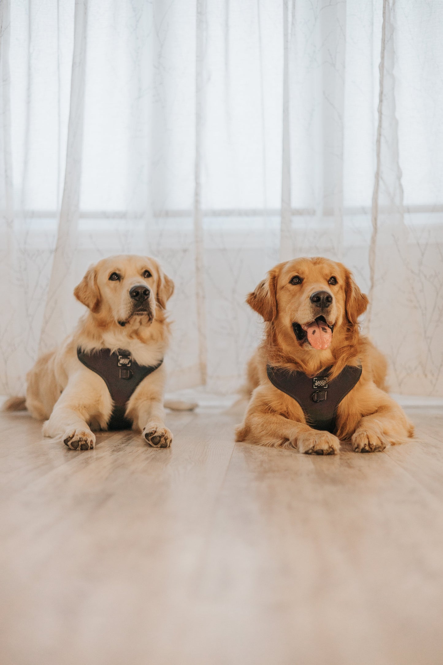Dog Adjustable Harness - Reflection