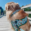 Dog Collar - Chillin with my Gnomies