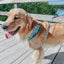 Dog Adjustable Harness - Chillin with my Gnomies