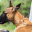 Celtic Double Buckle Style Leather Dog Collar