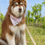Champagne Fizz Vegan Leather Dog Leash