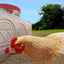 Classic Waterer