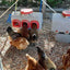 Classic Waterer