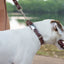 Pro Line Hunting Chocolate Leather Leash