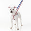 Star Spangled Freedom No-Pull Dog Harness – EarthStyle