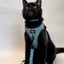 Cat Leash - Nickelodeon CatDog™