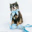 Dog Collar - Cinnamoroll™
