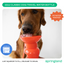 22oz Original Travel Dog Water Bottle