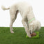 Hollywoof Nose Work Dog Toy