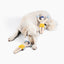 Champ Rocky Nose Work Dog Toy / Enrichment Toy
