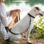 Celtic Sport Quick-Release Leather Dog Collar