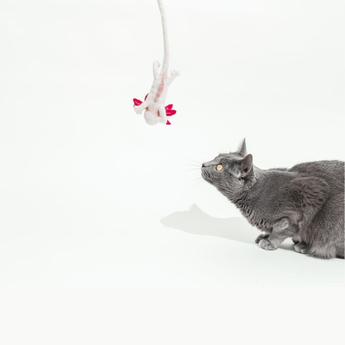 A Little 'Lotl - An Axolotl Wool Cat Toy