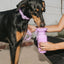 22oz Original Travel Dog Water Bottle