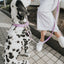 Original Waterproof Dog Collar