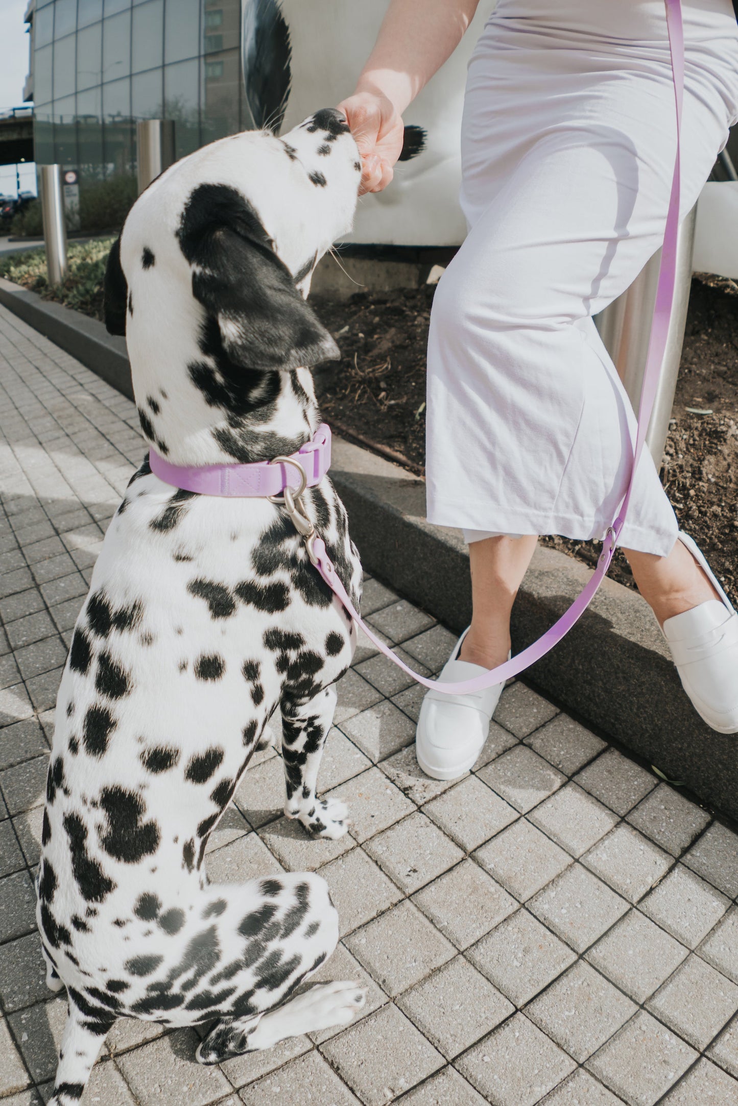 Original Waterproof Dog Collar