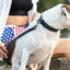 Celtic Sport Quick-Release Leather Dog Collar