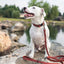 Celtic Sport Quick-Release Leather Dog Collar