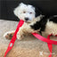 Fabric Dog Leash - Red