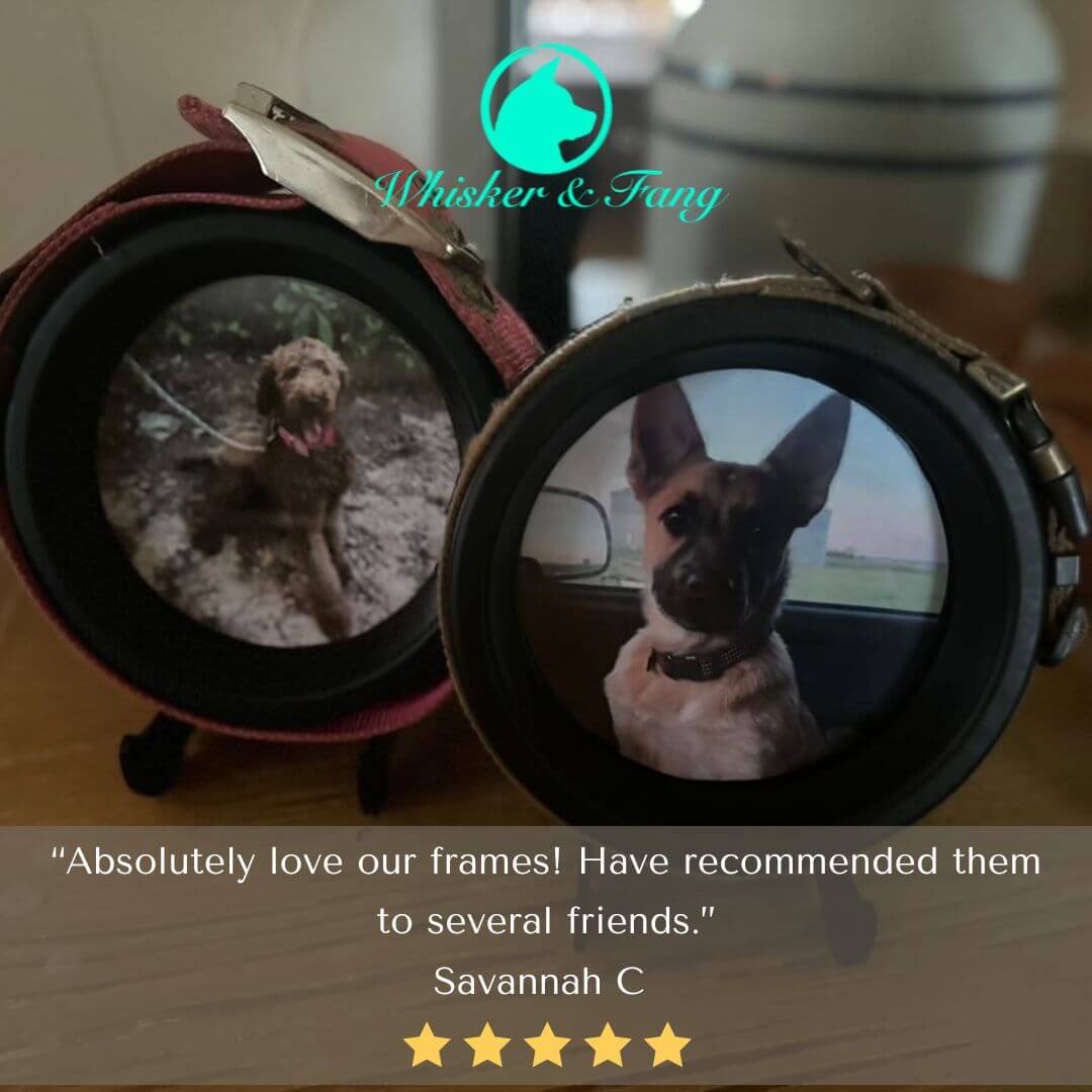 Medium Dog Collar Frame and Stand Bundle | "The Beagle" Resin