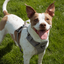 Magnetic Dog Harness - One-Hand Clip, No-Pull Design