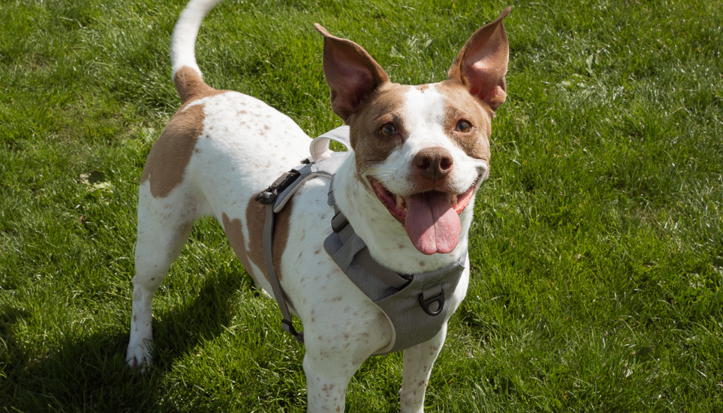 Magnetic Dog Harness - One-Hand Clip, No-Pull Design
