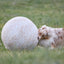 Better Sporting Dogs 25” Heavy Duty Sheep Lookalike Herding Ball for Dogs