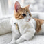 Furi Pet Coat - Bone