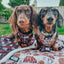 Dog Adjustable Harness - STAR WARS™ The Rebel Alliance